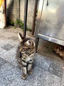 Кошеня Сенді