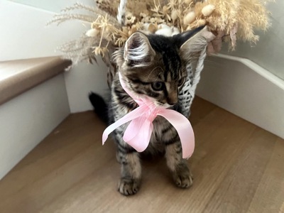 Кошеня Сенді
