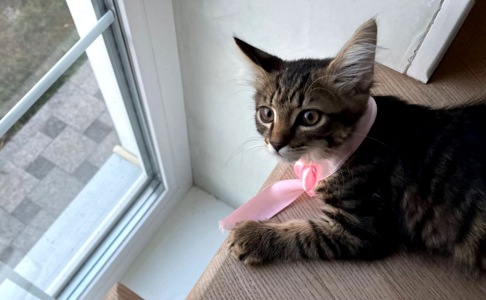 Кошеня Сенді