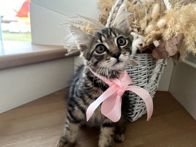 Кошеня Сенді