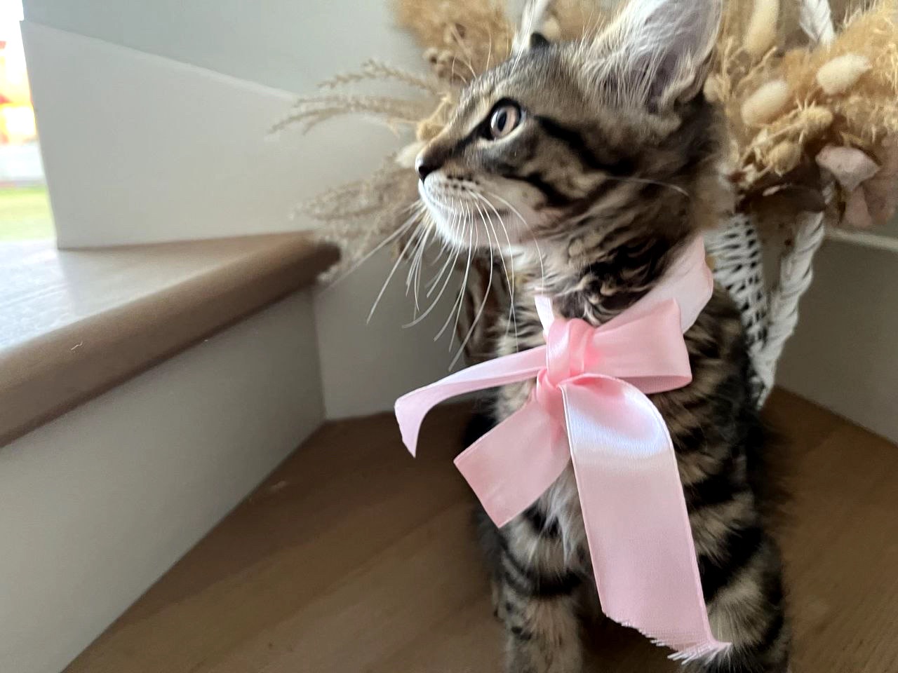 Кошеня Сенді