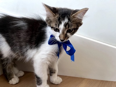 Кошеня Сем