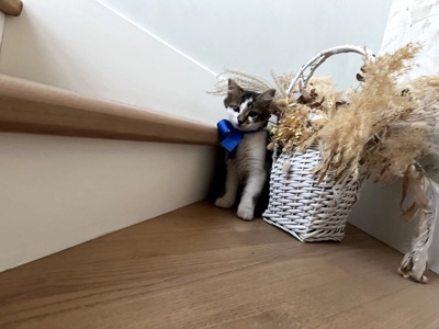 Кошеня Сем