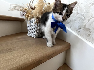 Кошеня Сем