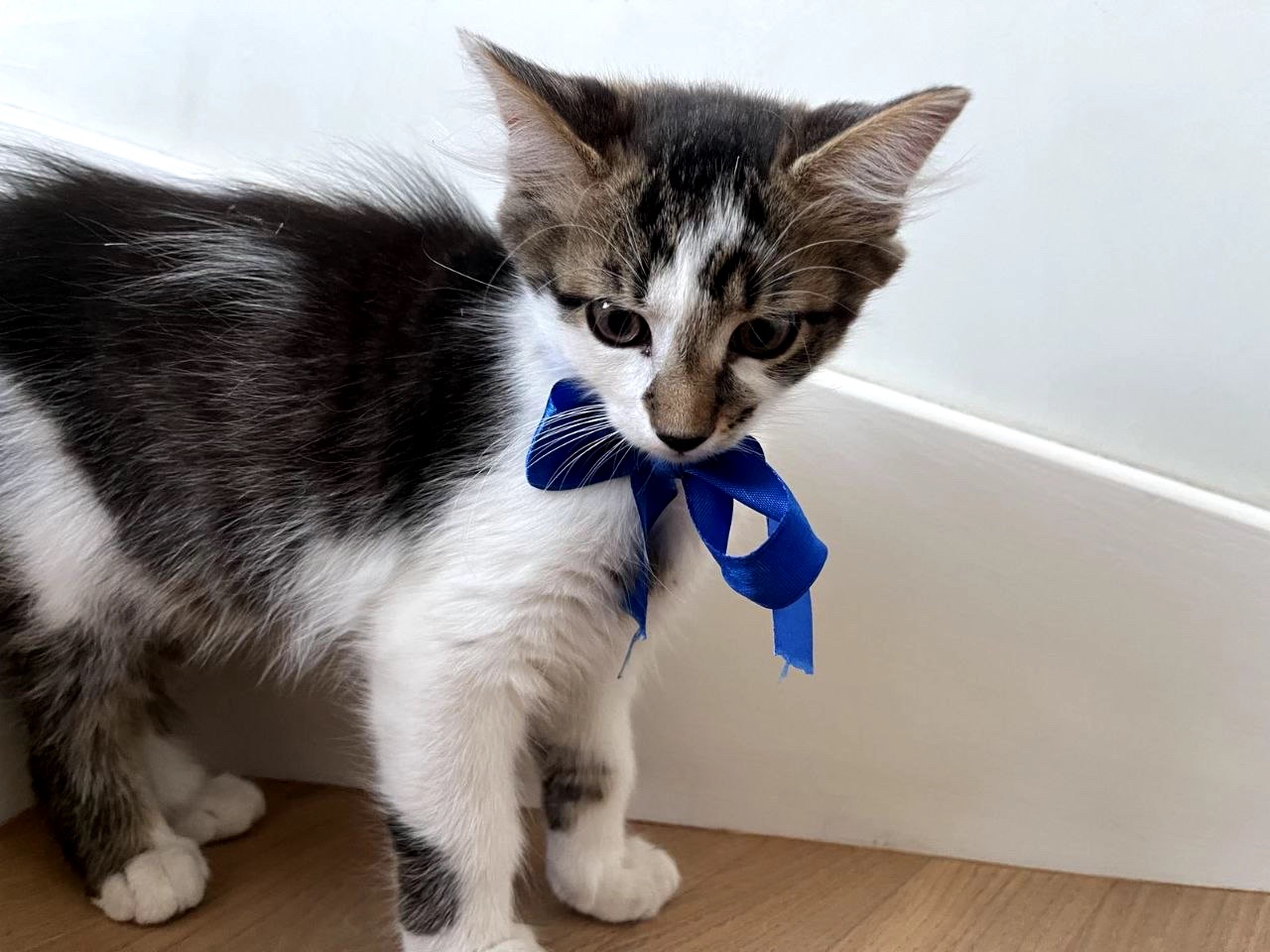 Кошеня Сем