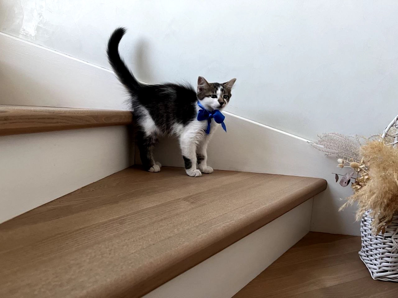 Кошеня Сем