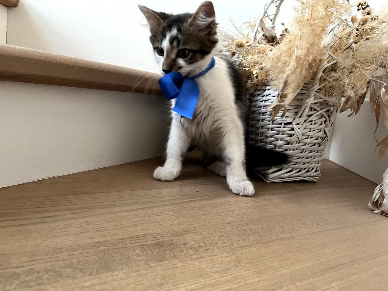 Кошеня Сем