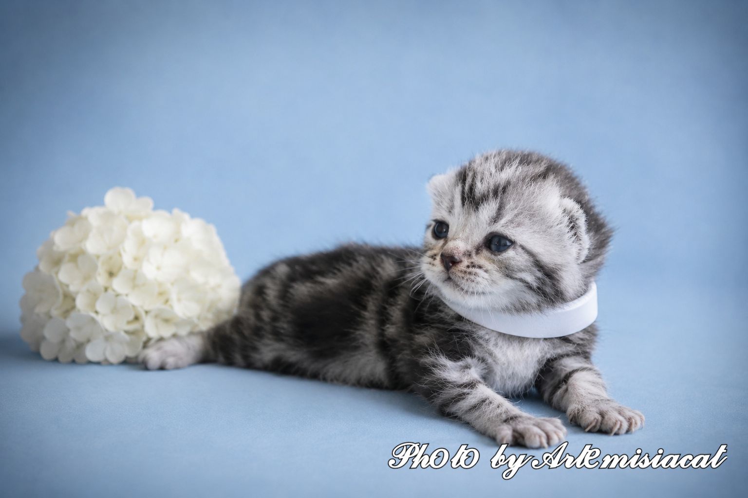 Кошенята. Американска короткошерстна