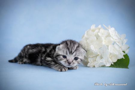 Кошенята. Американска короткошерстна