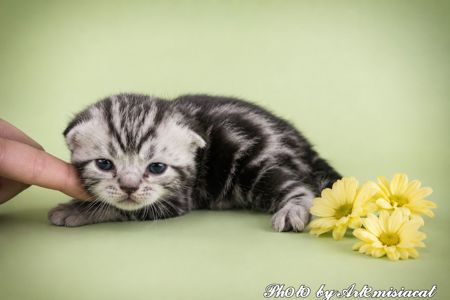 Кошенята. Американска короткошерстна