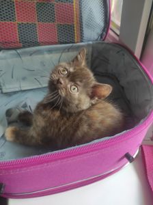 Кошенята шотландської породи клубні
