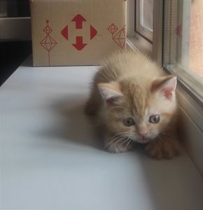 Кошенята шотландської породи клубні