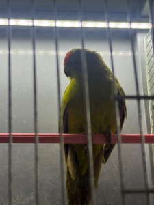 Какарик