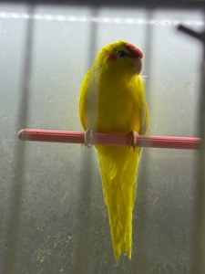 Какарик