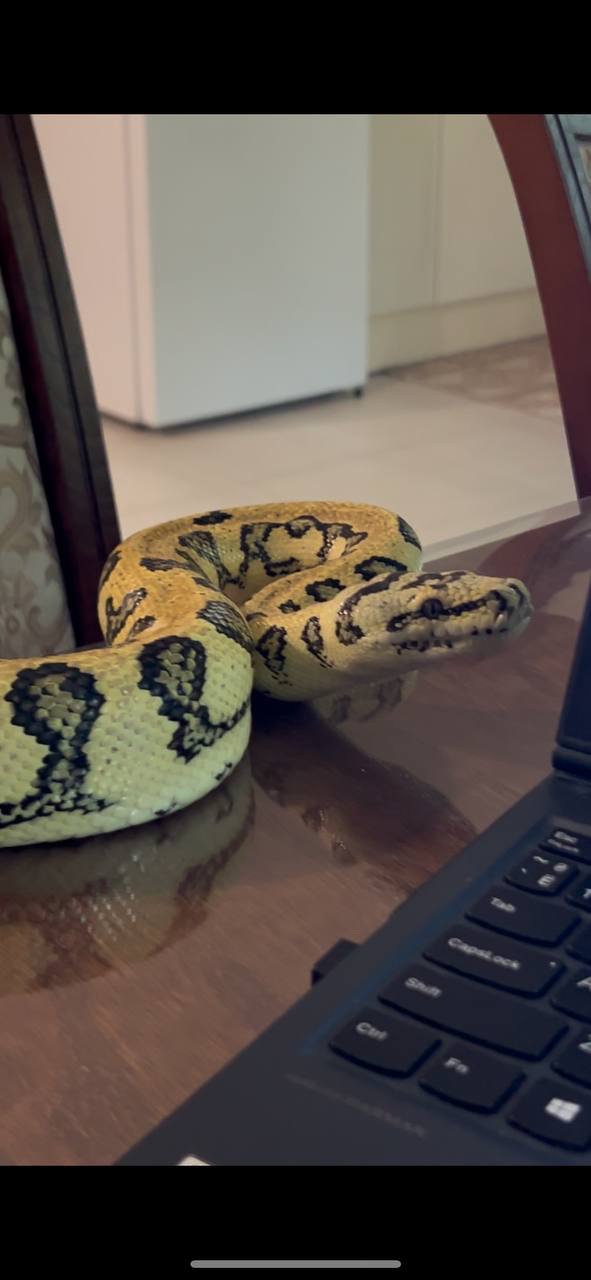 Килимовий пітон морфи Ягуар