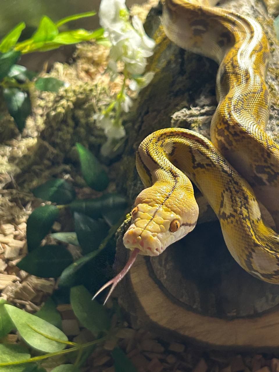 Сітчастий пітон морфи Mochino