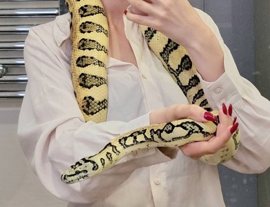 Килимовий пітон морфи Ягуар