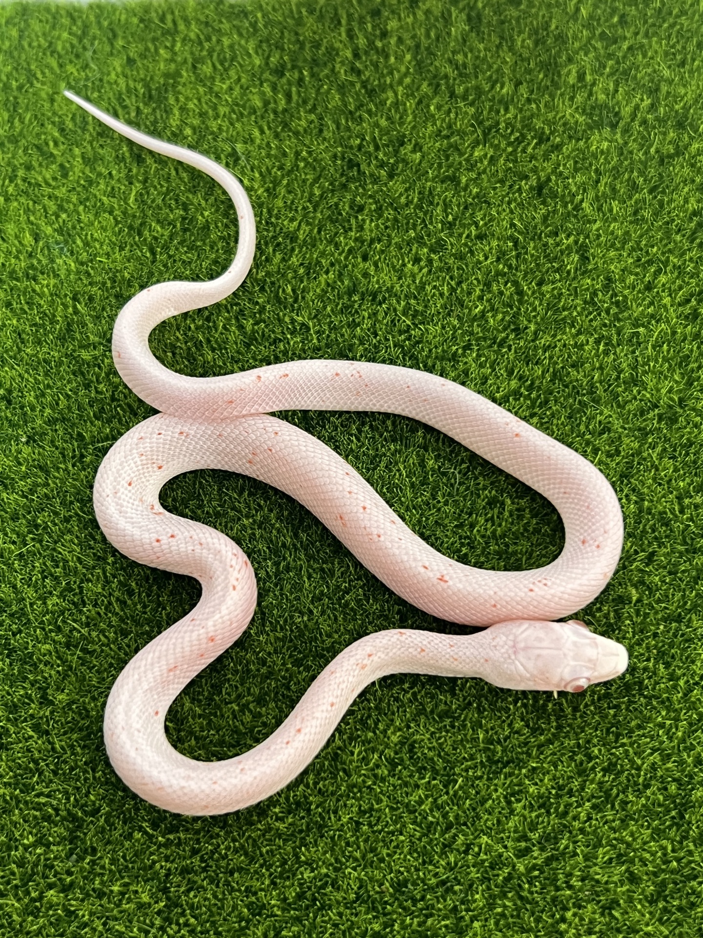 🐍 Малюки змії маїсового полоза Palmetto