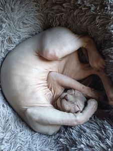 Кошеня канадського сфінкса