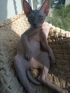 Кошеня канадського сфінкса