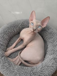 Кошеня канадського сфінкса