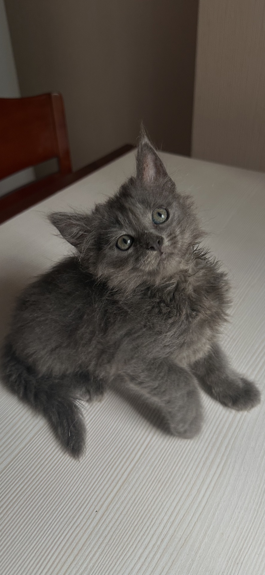 Кошенята