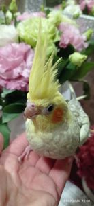Корела 2 міс Петрик