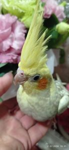 Корела 2 міс Петрик