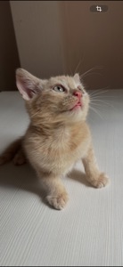 Кошенята