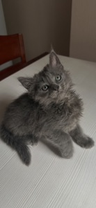 Кошенята