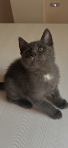 Кошенята