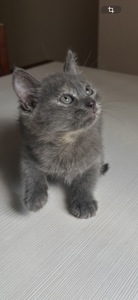 Кошенята