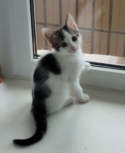 Кошеня у добрі руки