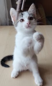 Кошеня у добрі руки