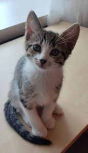 Кошеня у добрі руки
