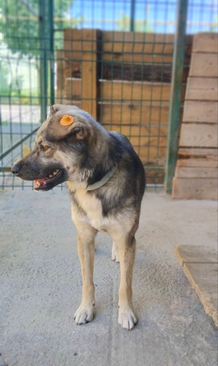 Чип