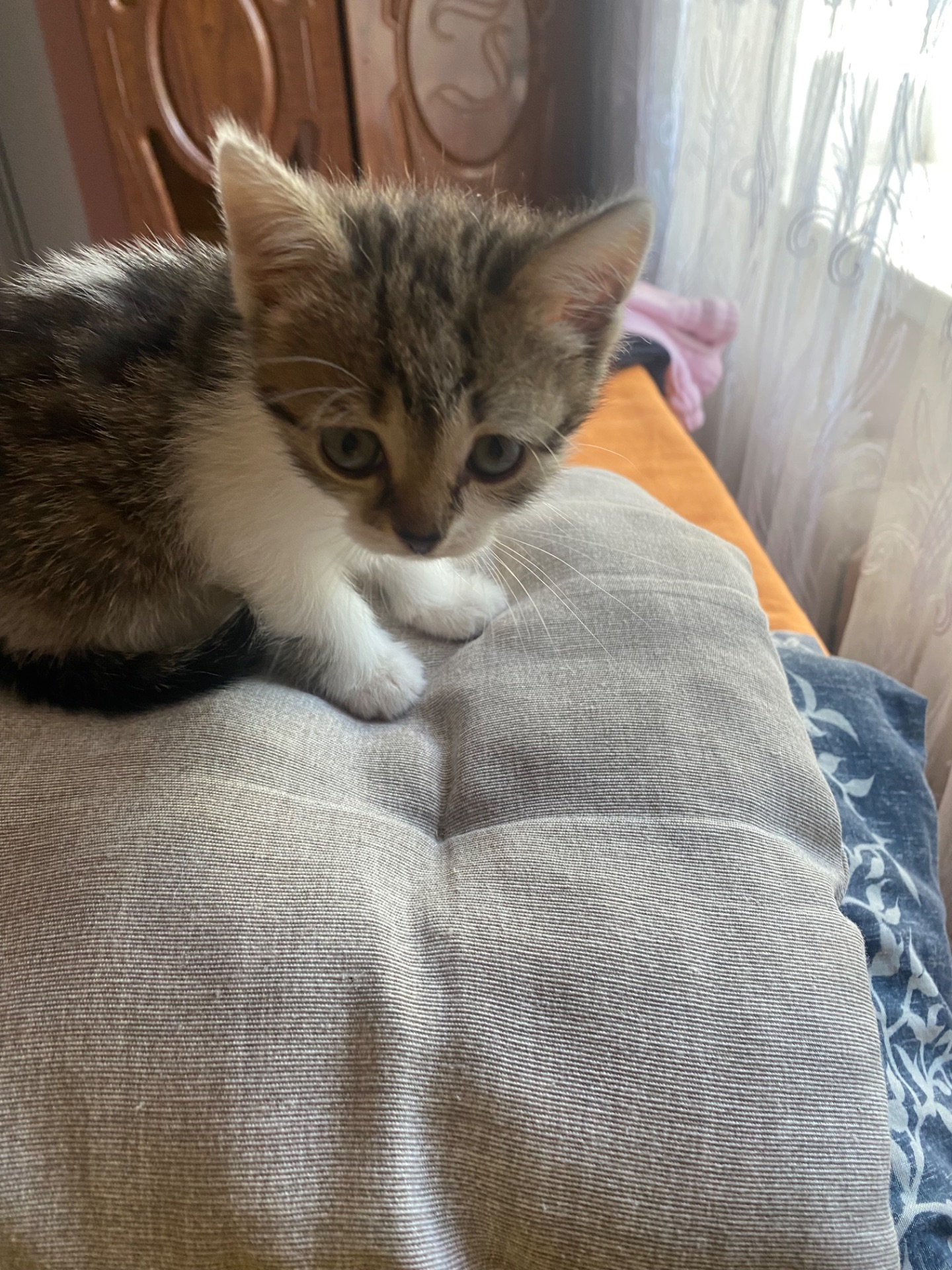 Віддам кошенят в добрі руки
