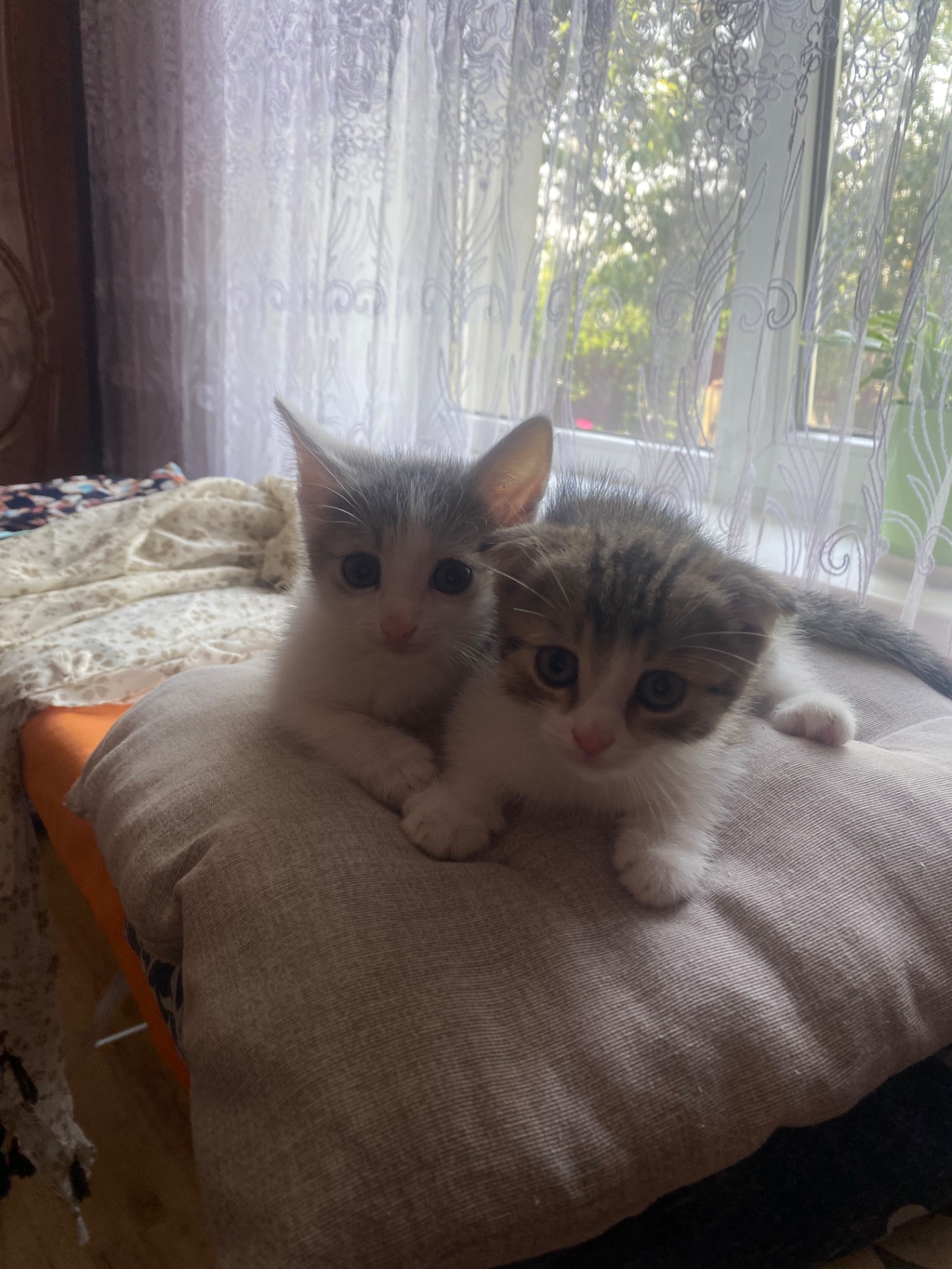 Віддам кошенят в добрі руки