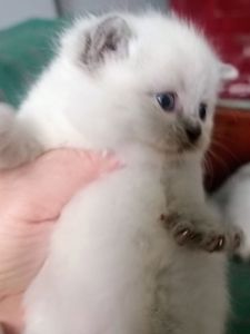 Чудові шотландські скоттіш страйт блю поінт кошенята