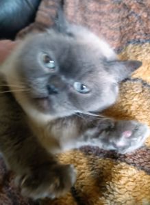 Чудові шотландські скоттіш страйт блю поінт кошенята