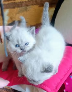 Чудові шотландські скоттіш страйт блю поінт кошенята