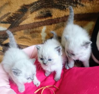 Чудові шотландські скоттіш страйт блю поінт кошенята