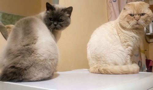 Чудові шотландські скоттіш страйт блю поінт кошенята