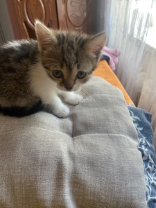 Віддам кошенят в добрі руки