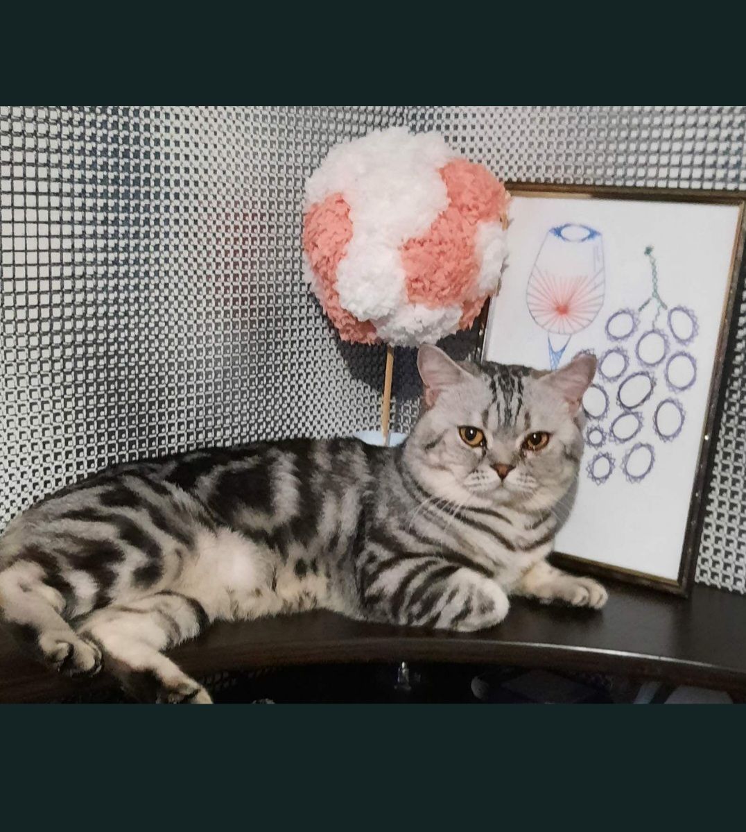 Шотландські кошенята Скоттіш страйт