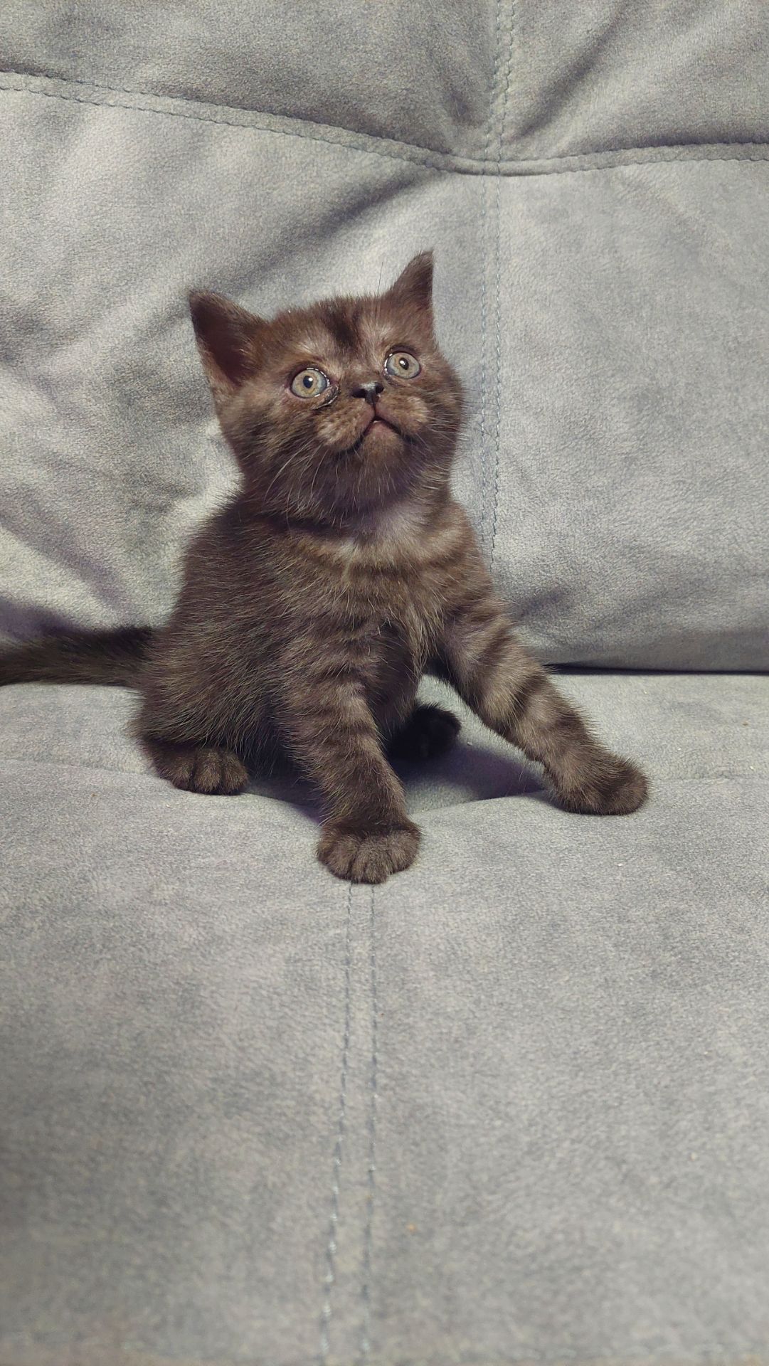 Шотландські кошенята Скоттіш страйт
