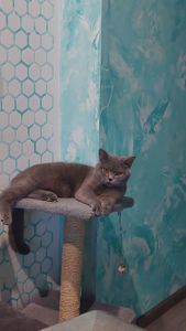 Шотландські кошенята Скоттіш страйт