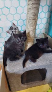 Шотландські кошенята Скоттіш страйт