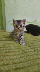 Шотландські кошенята Скоттіш страйт