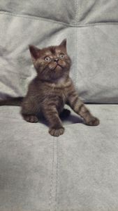Шотландські кошенята Скоттіш страйт